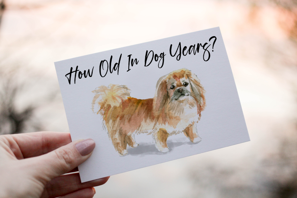 Pekingese Dog Birthday Card, Dog Birthday Card - Click Image to Close